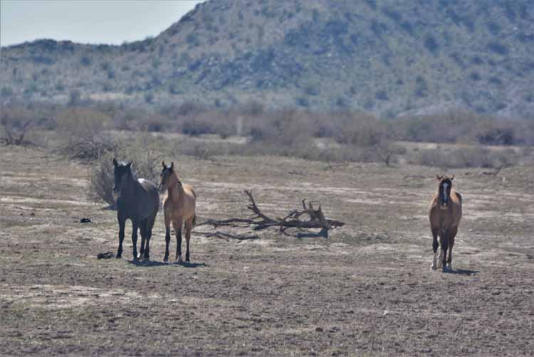 mustangs